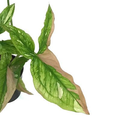 Syngonium, 3in, Red Spot Tricolor