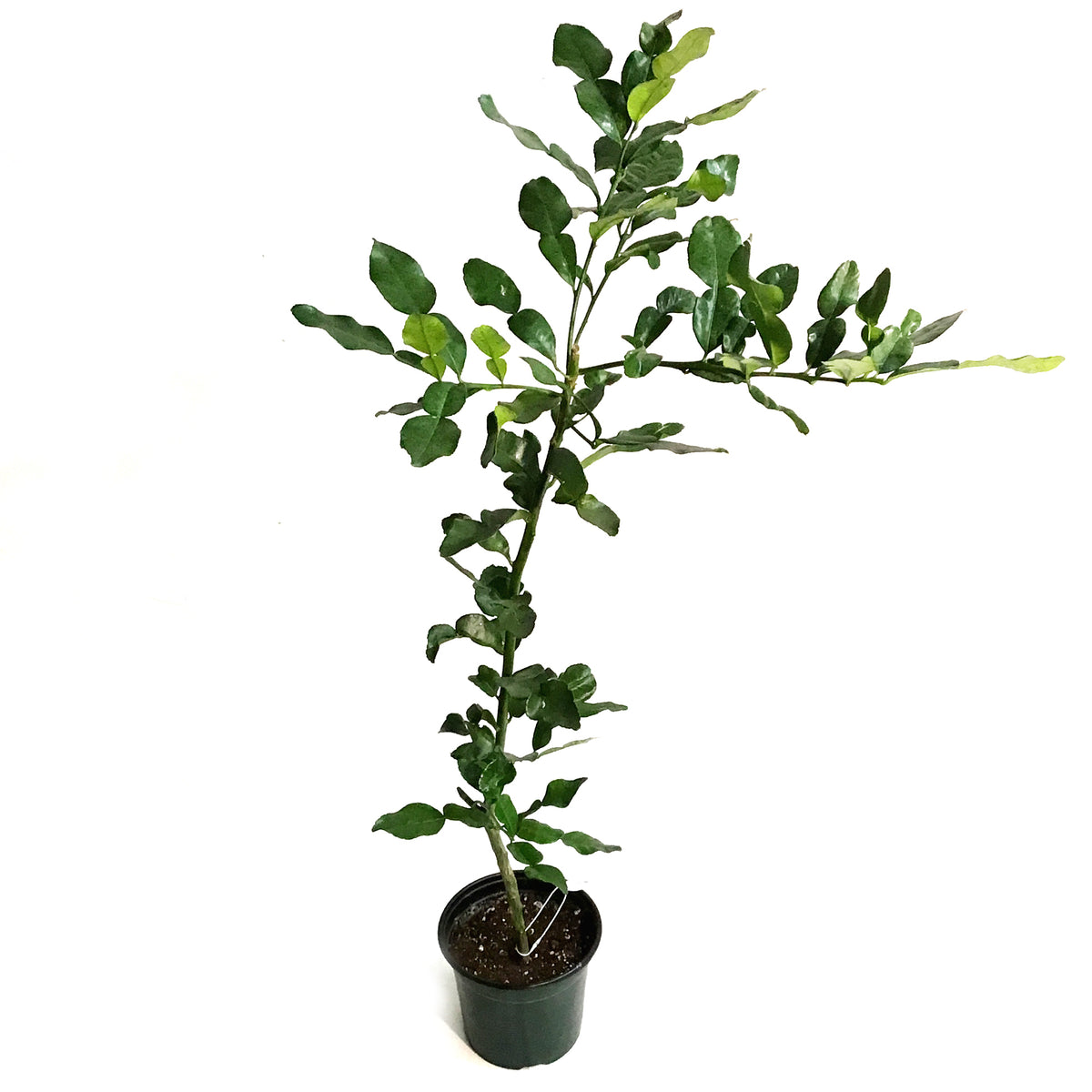 Lime, 8in, Makrut