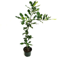Lime, 8in, Makrut
