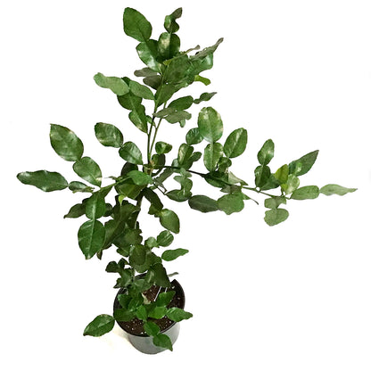 Lime, 8in, Makrut