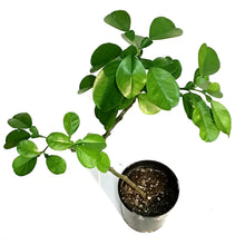 Load image into Gallery viewer, Pomelo 8in,

