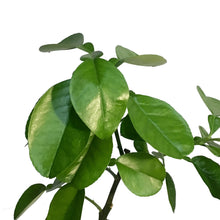 Load image into Gallery viewer, Pomelo 8in,
