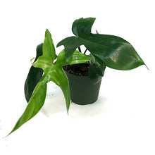 Load image into Gallery viewer, Philodendron, 4in, Florida Beauty
