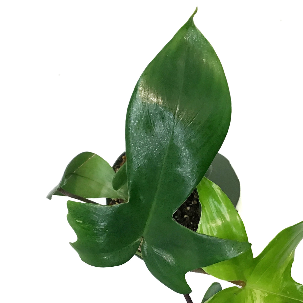 Philodendron, 4in, Florida Beauty