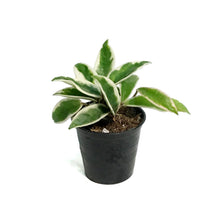 Load image into Gallery viewer, Hoya, 2.75in, Suzie Q
