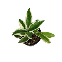 Load image into Gallery viewer, Hoya, 2.75in, Suzie Q
