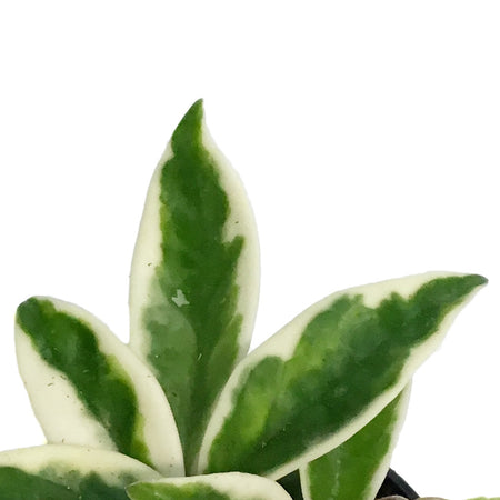 Hoya, 2.75in, Suzie Q