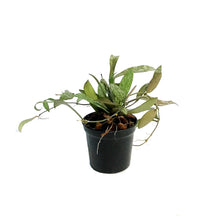 Load image into Gallery viewer, Hoya, 2.5in, Sigillatis
