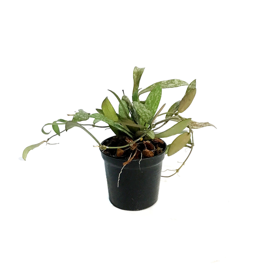 Hoya, 2.5in, Sigillatis