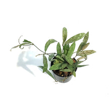 Load image into Gallery viewer, Hoya, 2.5in, Sigillatis
