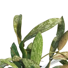 Load image into Gallery viewer, Hoya, 2.5in, Sigillatis
