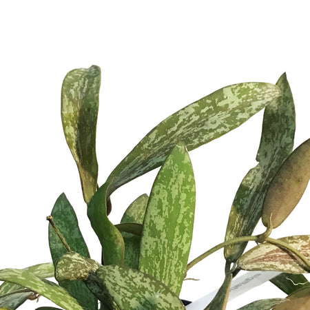 Hoya, 2.5in, Sigillatis