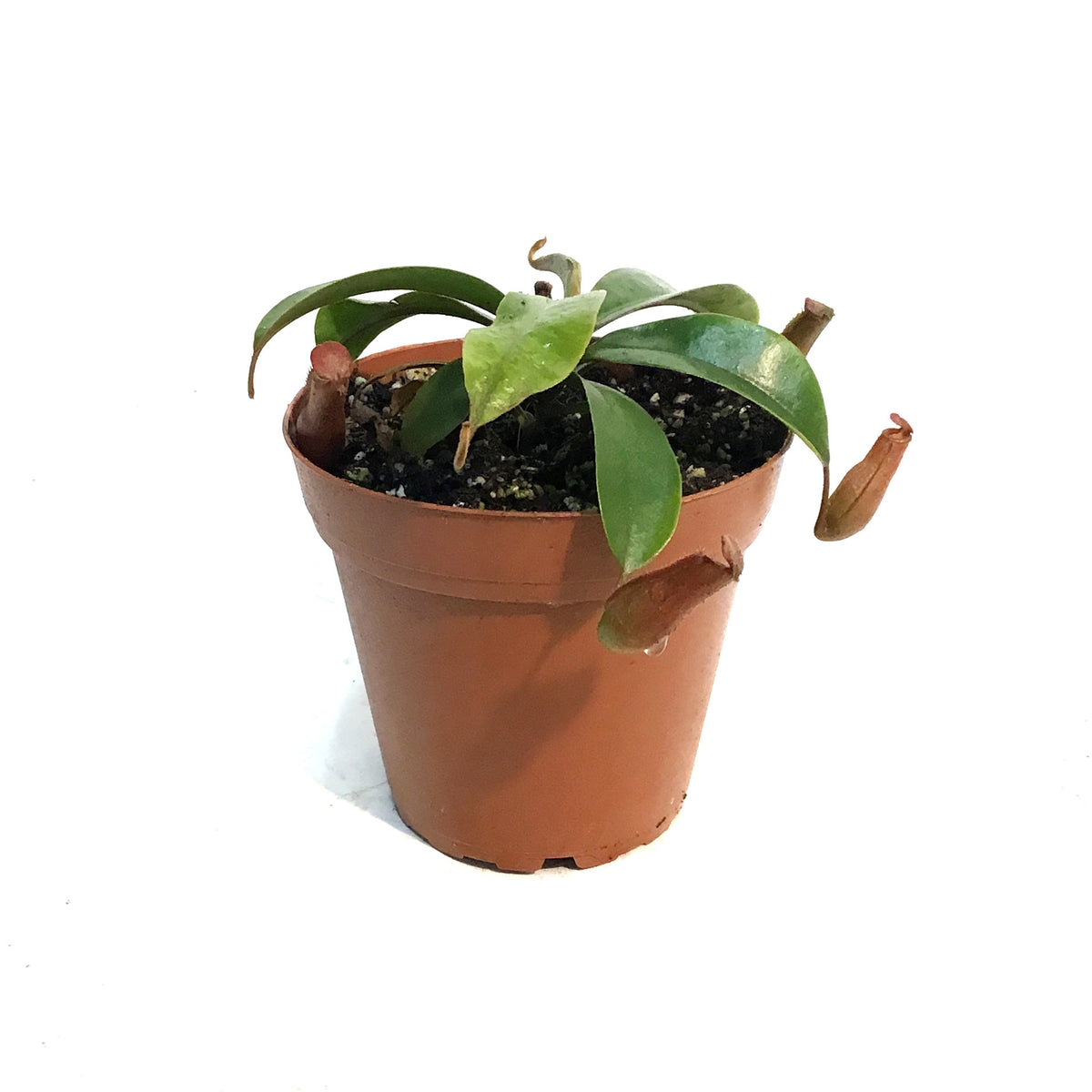 Nepenthes, 4in, Miranda