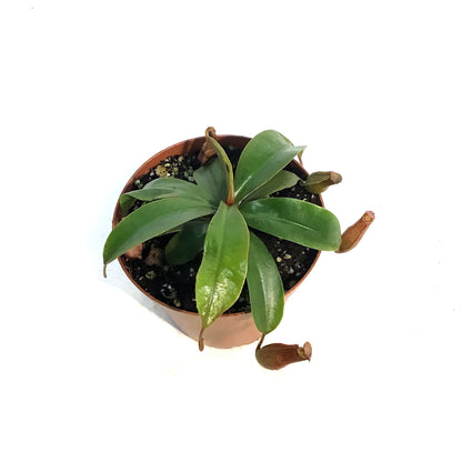 Nepenthes, 4in, Miranda