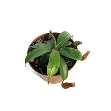 Load image into Gallery viewer, Nepenthes, 4in, Miranda
