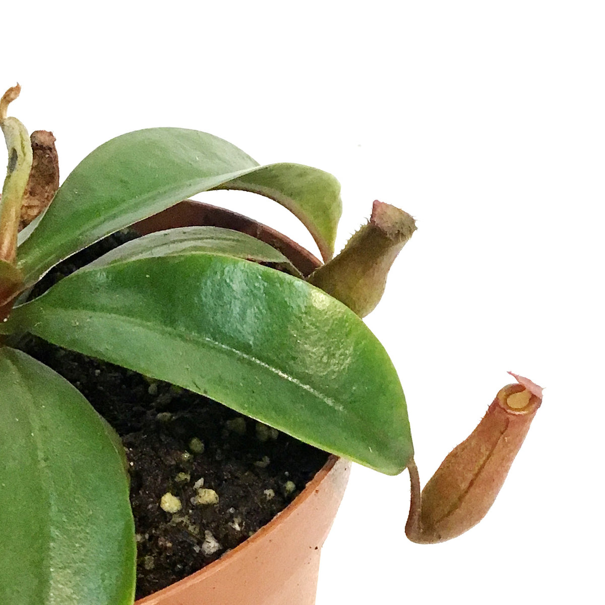 Nepenthes, 4in, Miranda