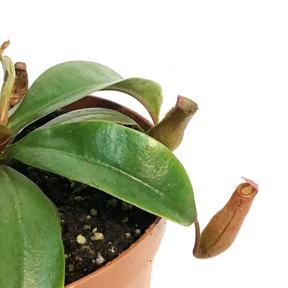 Nepenthes, 4in, Miranda