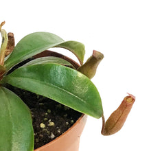 Load image into Gallery viewer, Nepenthes, 4in, Miranda
