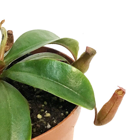 Nepenthes, 4in, Miranda
