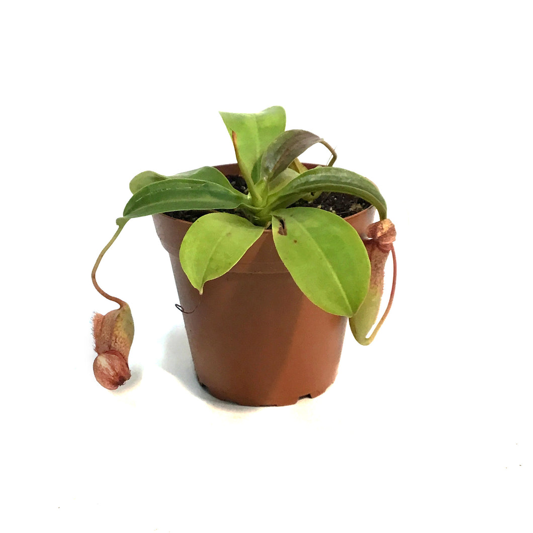 Nepenthes, 4in, Lady Luck