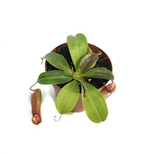 Load image into Gallery viewer, Nepenthes, 4in, Lady Luck
