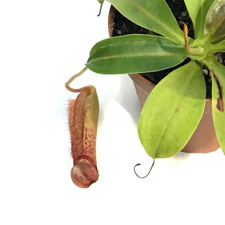 Nepenthes, 4in, Lady Luck
