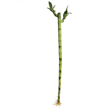 Load image into Gallery viewer, Lucky Bamboo, 60cm, Straight
