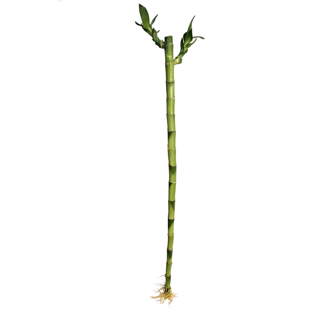 Lucky Bamboo, 60cm, Straight