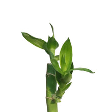 Load image into Gallery viewer, Lucky Bamboo, 60cm, Straight
