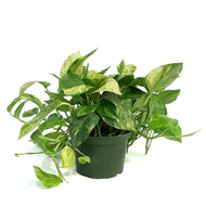 Pothos, 6in, Neon, Variegted