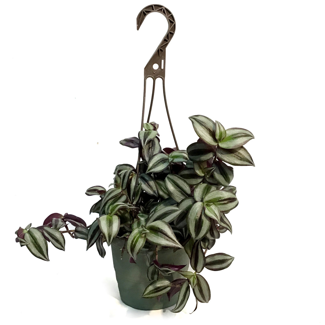 Tradescantia, 6.5in Hanging Basket, Red Silver