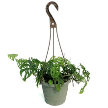 Load image into Gallery viewer, Monstera, 6.5in HB, Adansonii Swiss Cheese

