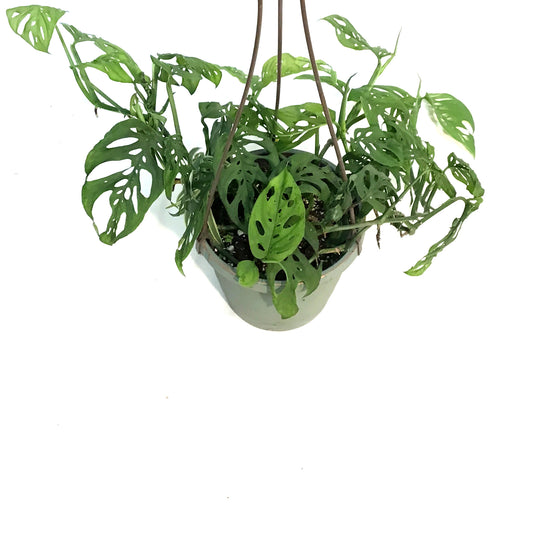 Monstera, 6.5in HB, Adansonii Swiss Cheese