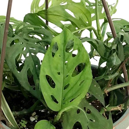 Monstera, 6.5in HB, Adansonii Swiss Cheese