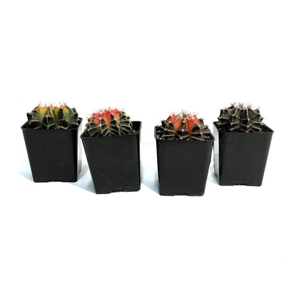Cactus, 2in, Gymnocalycium Variegated