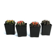 Cactus, 2in, Gymnocalycium Variegated