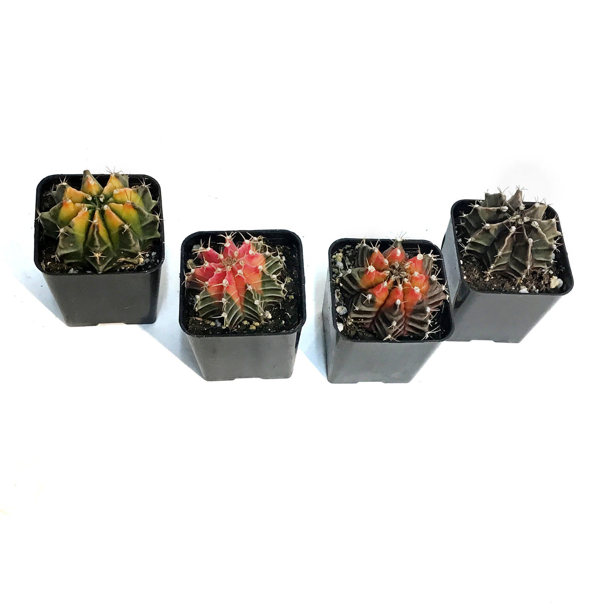 Cactus, 2in, Gymnocalycium Variegated
