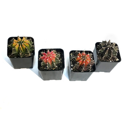 Cactus, 2in, Gymnocalycium Variegated