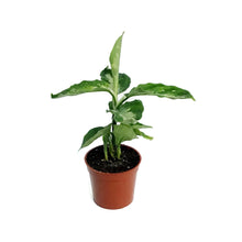 Load image into Gallery viewer, Aglaonema, 3in, Pictum Tricolor Peacock
