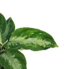 Load image into Gallery viewer, Aglaonema, 3in, Pictum Tricolor Peacock
