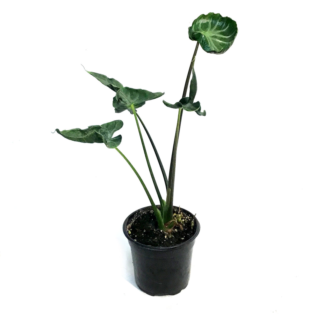 Alocasia, 4in, Teletubbie