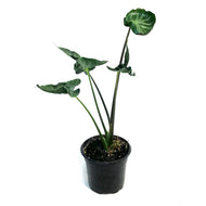 Alocasia, 4in, Teletubbie