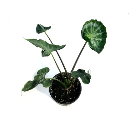 Alocasia, 4in, Teletubbie