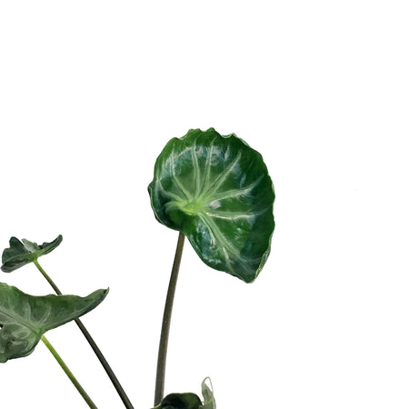 Alocasia, 4in, Teletubbie