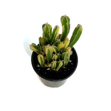 Load image into Gallery viewer, Cactus, 3.5in, Fairy Tale Variegated
