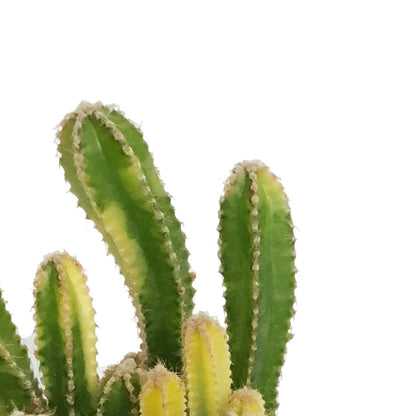 Cactus, 3.5in, Fairy Tale Variegated