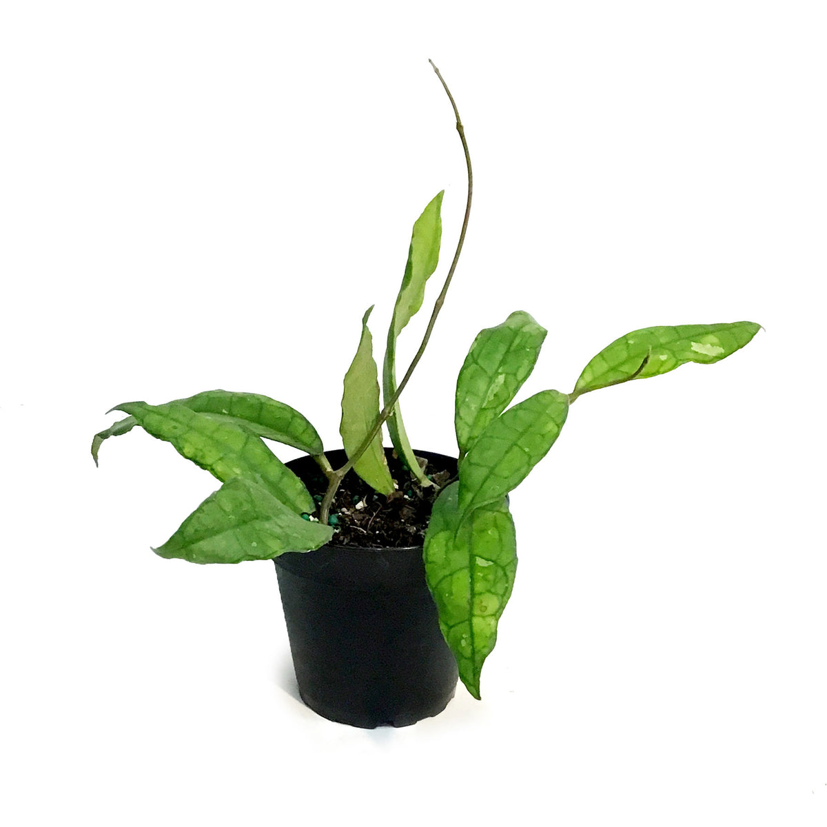 Hoya, 4in, Finlaysonii