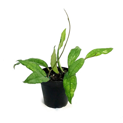 Hoya, 4in, Finlaysonii