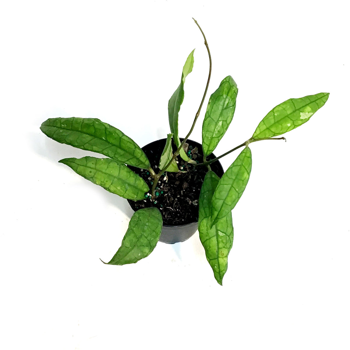 Hoya, 4in, Finlaysonii