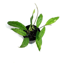 Load image into Gallery viewer, Hoya, 4in, Finlaysonii

